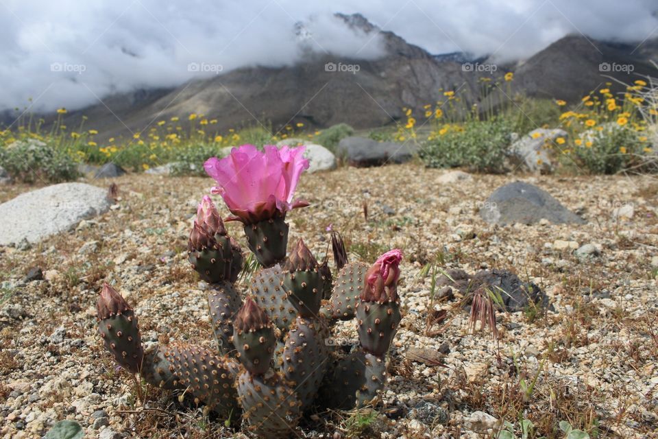 Cactus in bloom in the Eastern Sierra of California
