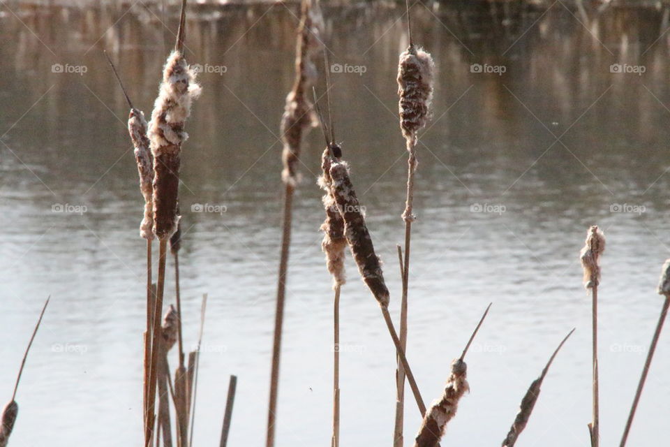 cattails in the marsh