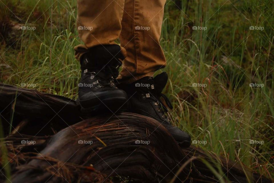 crossing over a cool log