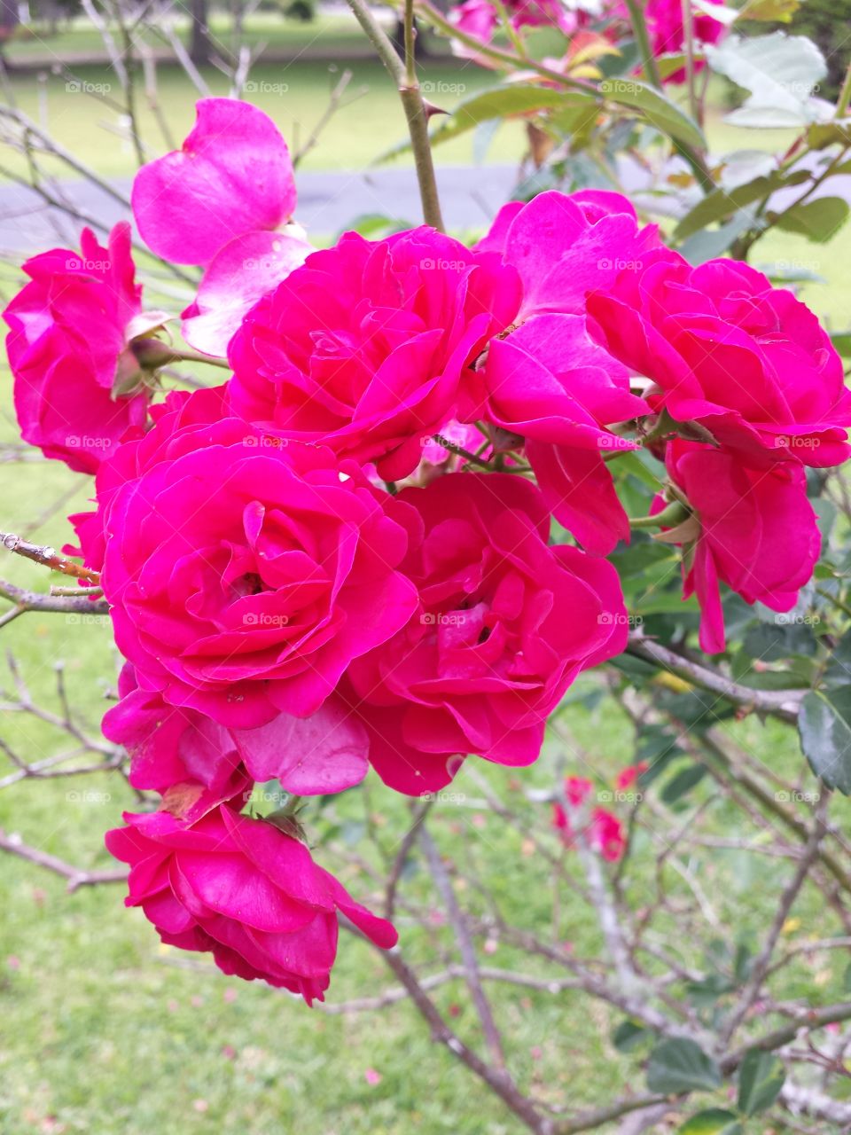 roses blooming on the bush