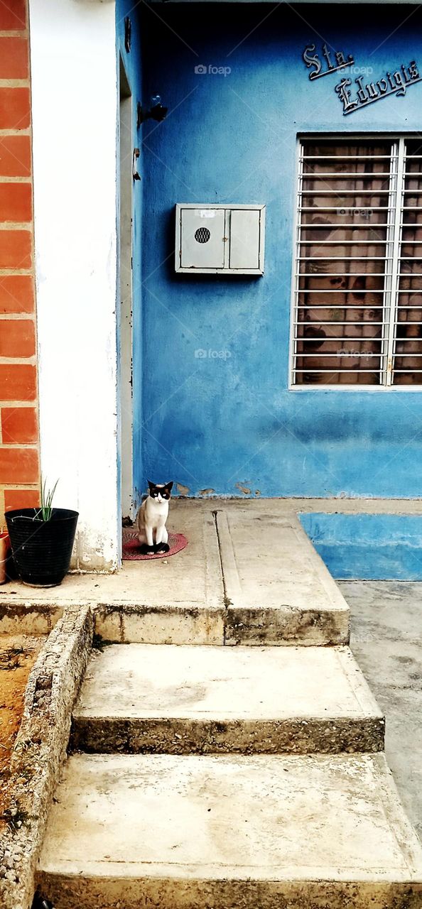 the cat in his house