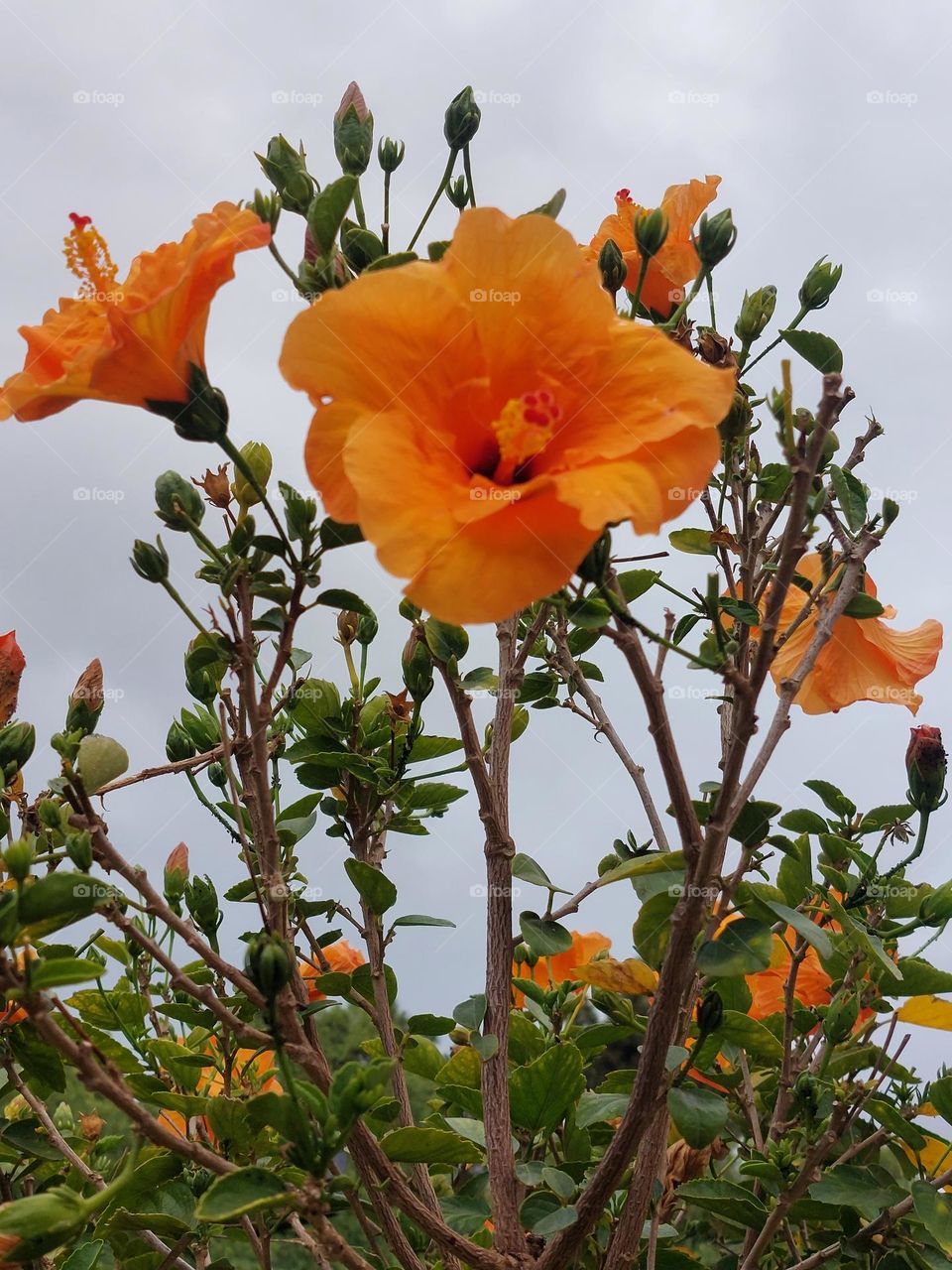 orange flowers