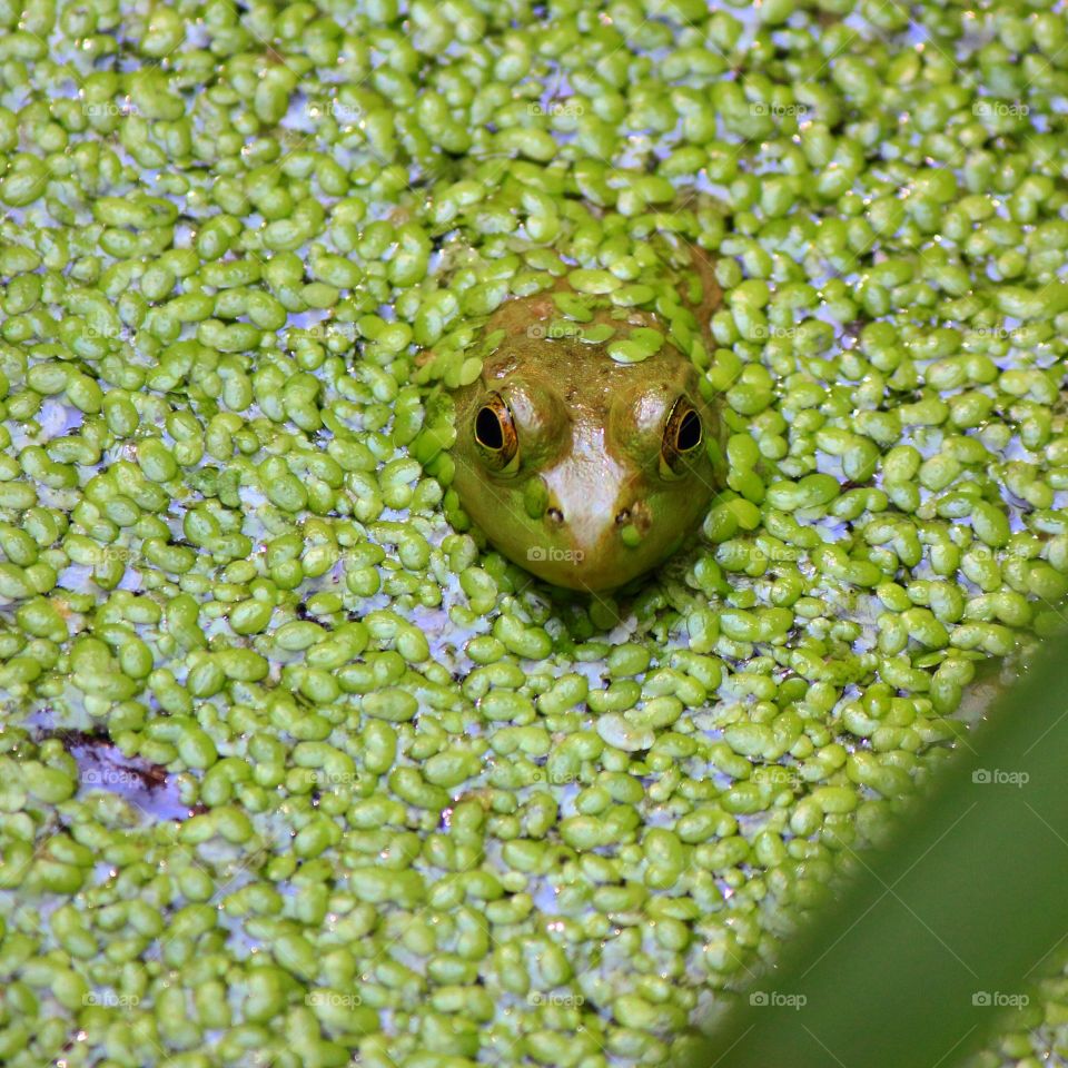 A frog blending in with its surroundings to protect itself