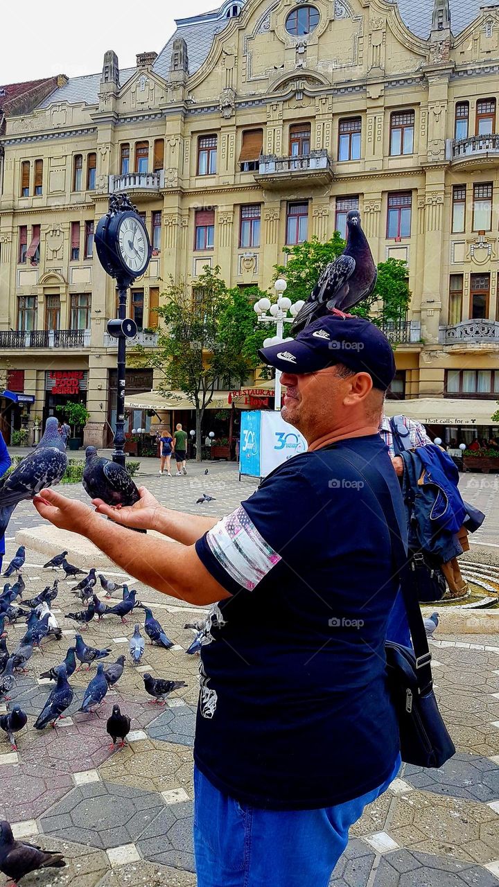 flock of pigeons