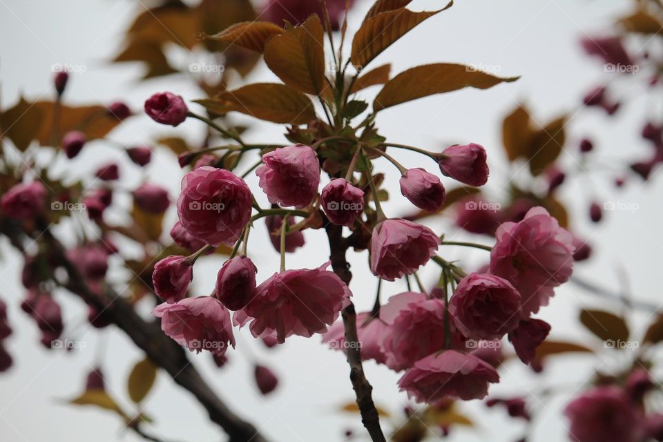 spring roses