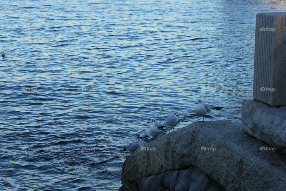 Seagulls Lining