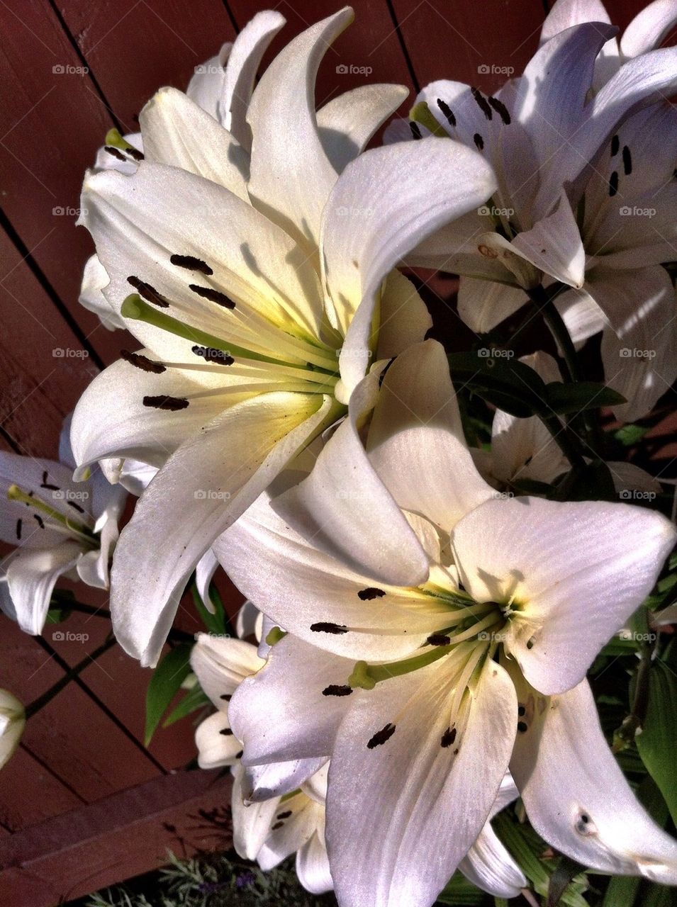 Flowering white lily in summer.