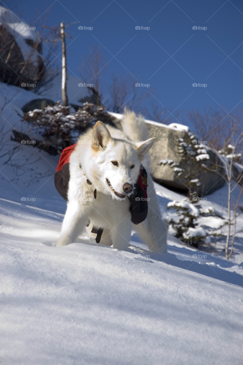 snow winter dog mountains by bobmanley