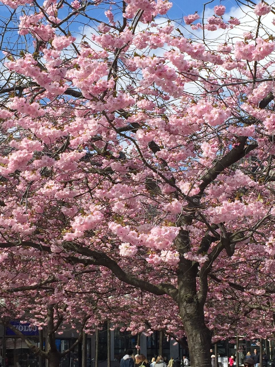 Springtime in Stockholm 