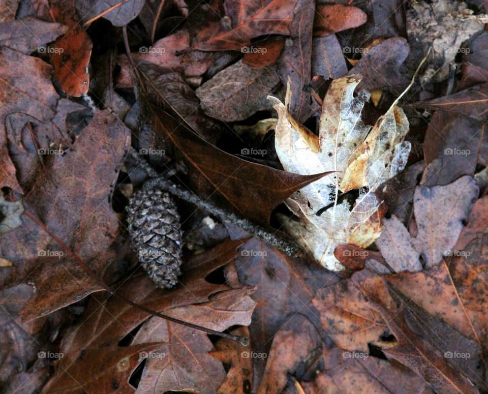 pinecone with a "ghost" leaf on the wet forest bed.