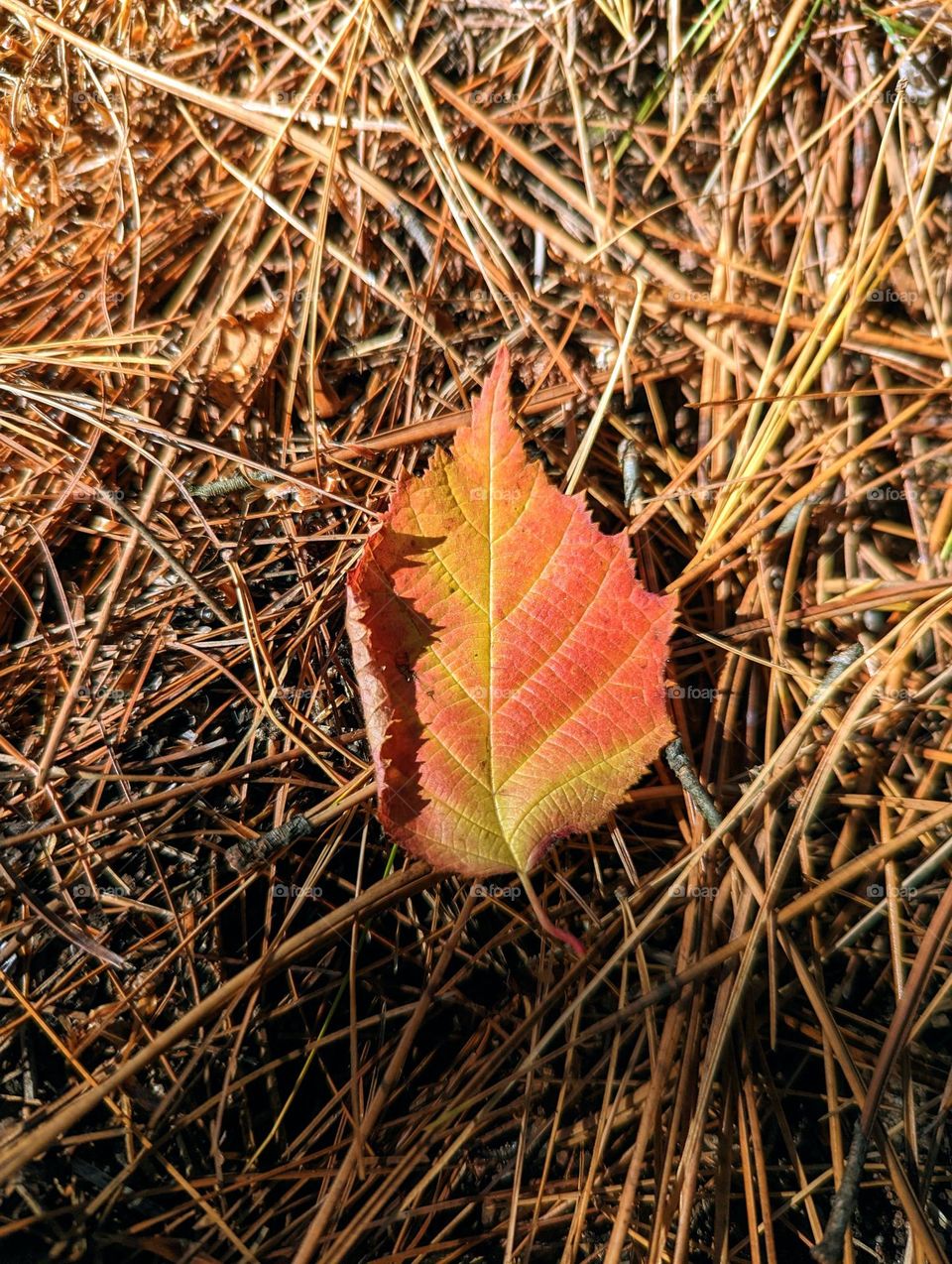 Single red and yellow leaf