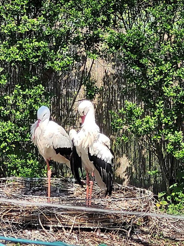 Amazing stork