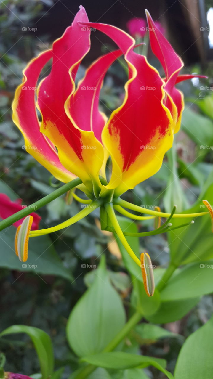 Amazing Red and Yellow Flower