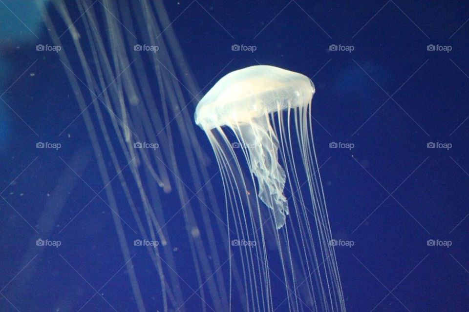 Hawaiian Jellyfish