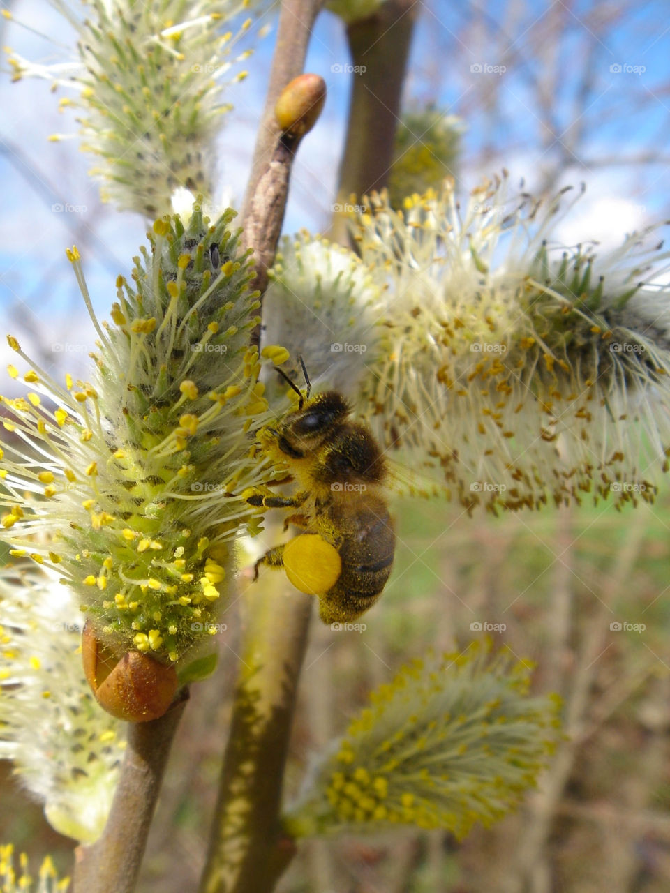 work bee honey insekt by Bea