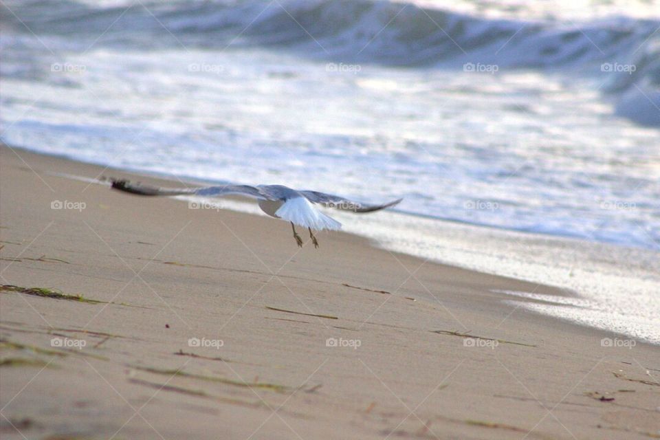 A seagull in flight along the shoreline. 