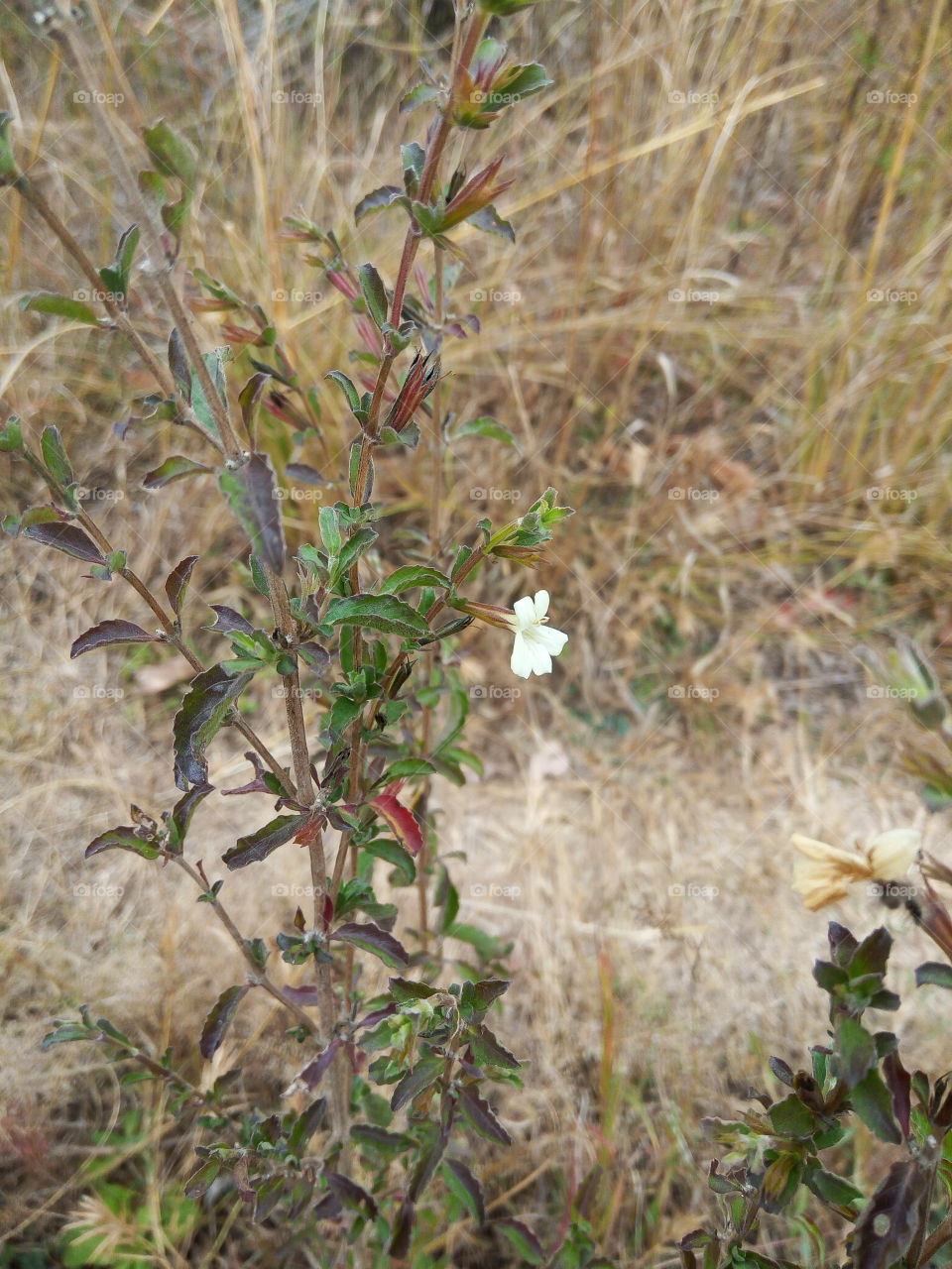 Little Blooming white flower