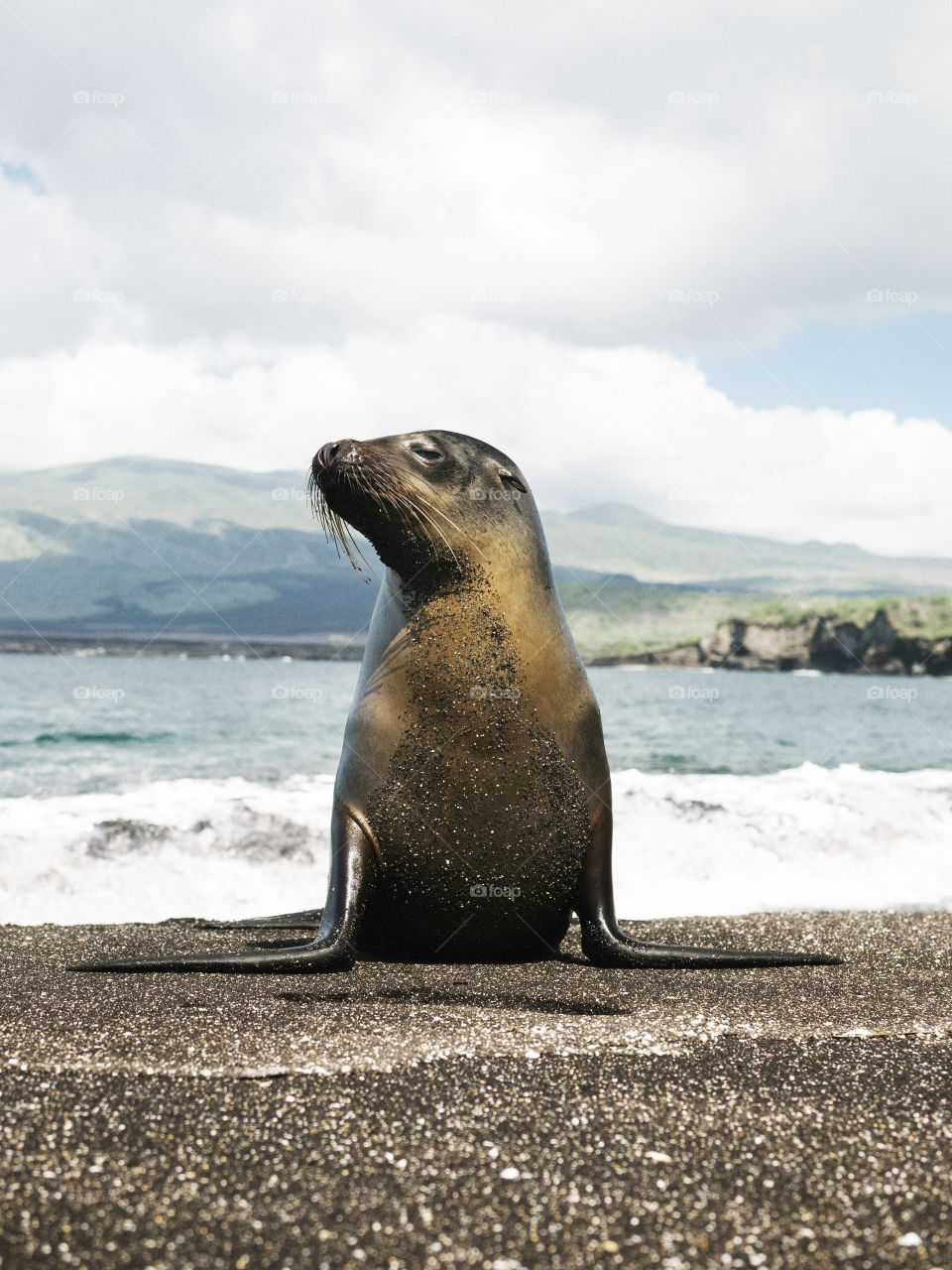 The Galápagos sea lion on Isla de la Plata, Ecuador