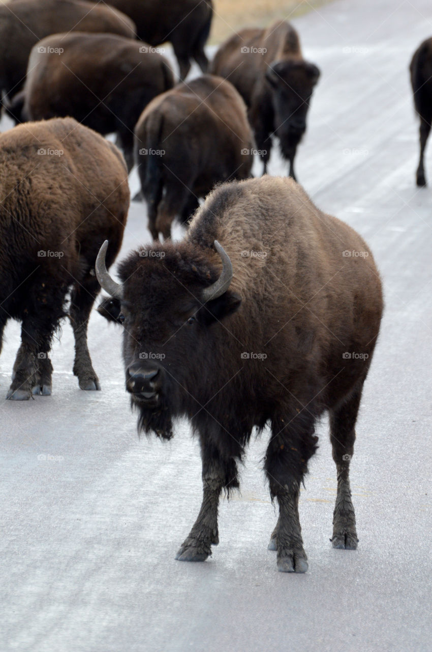 Buffalo on the road in Custer State Park, South Dakota. 