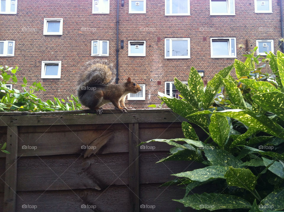 city london united kingdom squirrel by rudolph_riddim