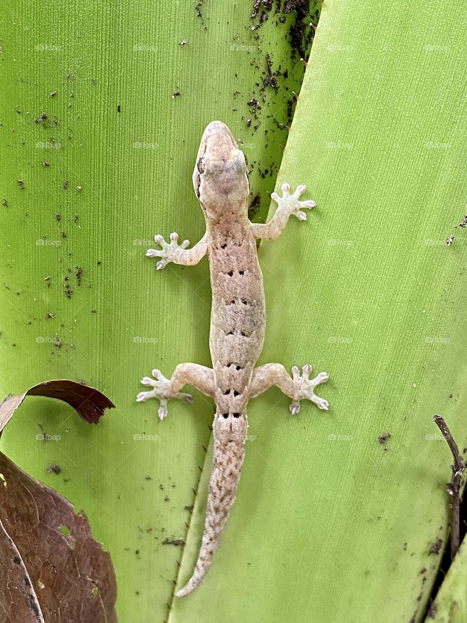 A mourning gecko sitting on a large green leaf 
