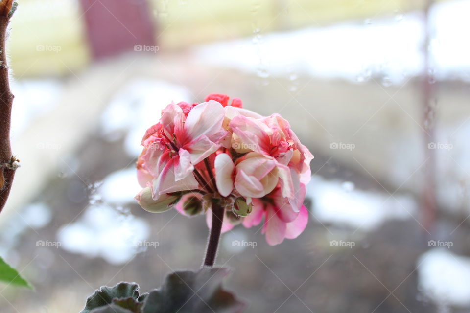 Flower in winter