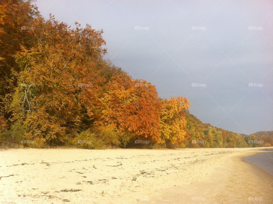 Fall, Tree, Landscape, No Person, Nature