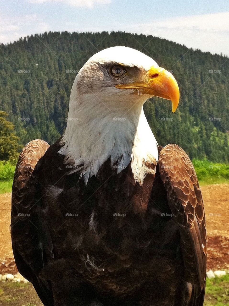 Bald Eagle Portrait