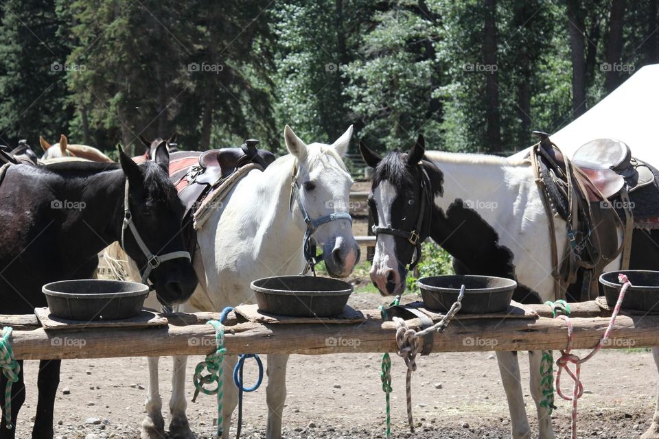 Horse friends 