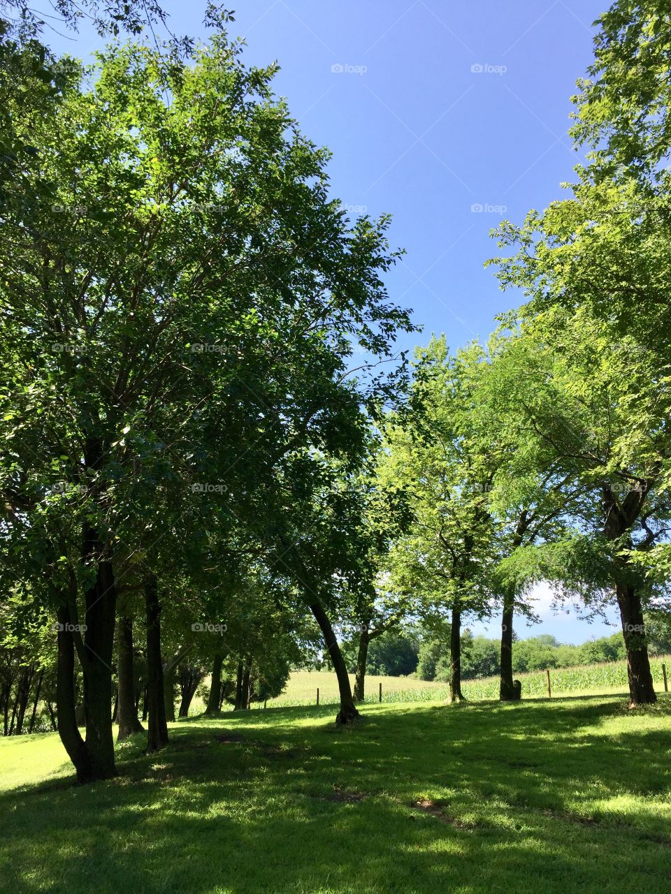 Large, leafy trees and bright, blue sky with a view of a pasture and cornfield in the distance on a beautiful, sunny day in the country
