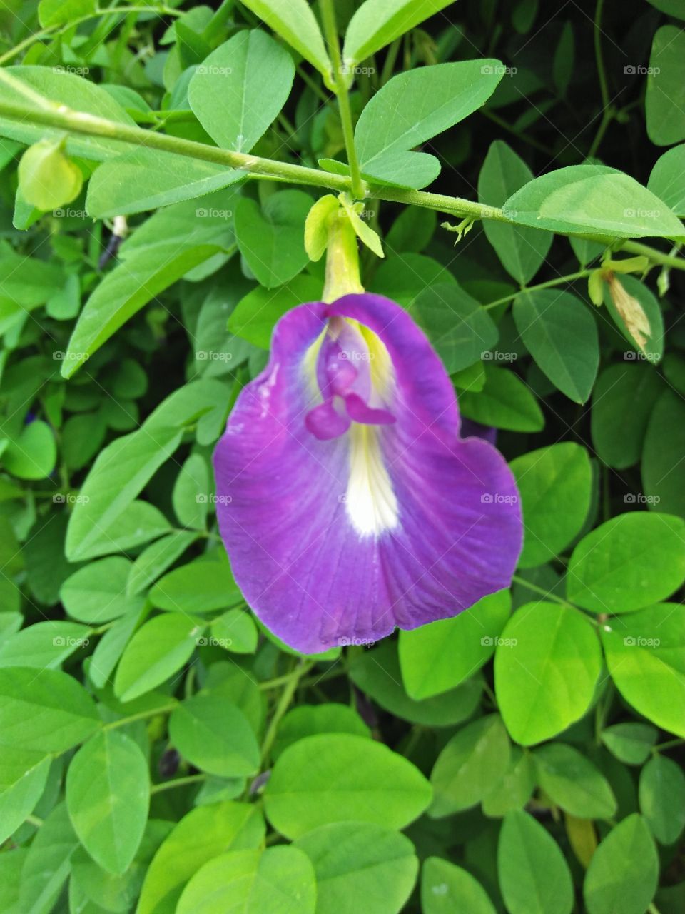 Potrait of a plant, Telang flower