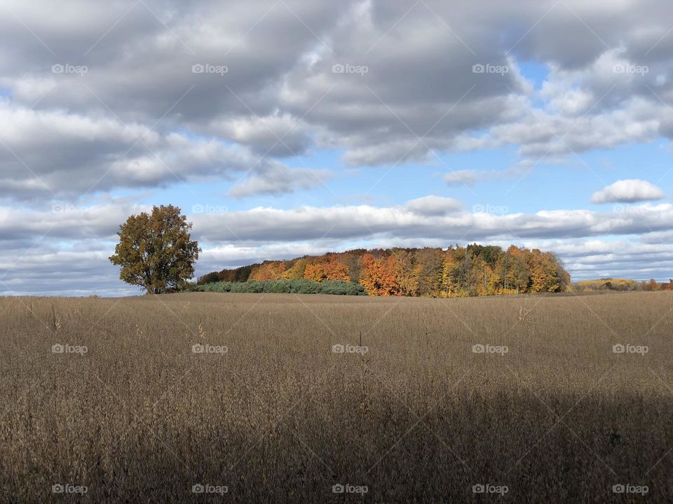 Wheat Field Fall Time Trees are Orange and Yellow on a Cloudy Day 