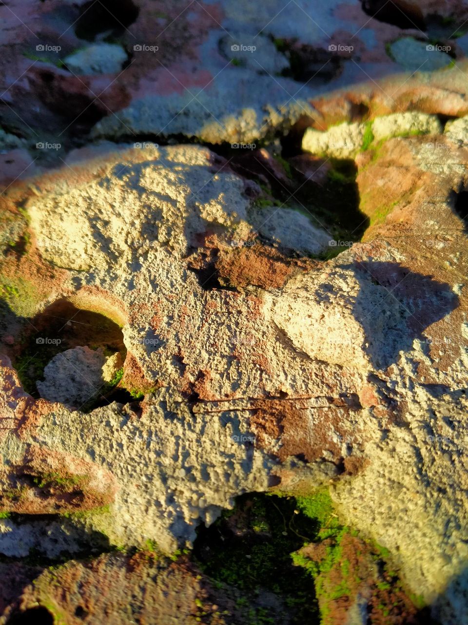 Trees grow anywhere and no one can stop them