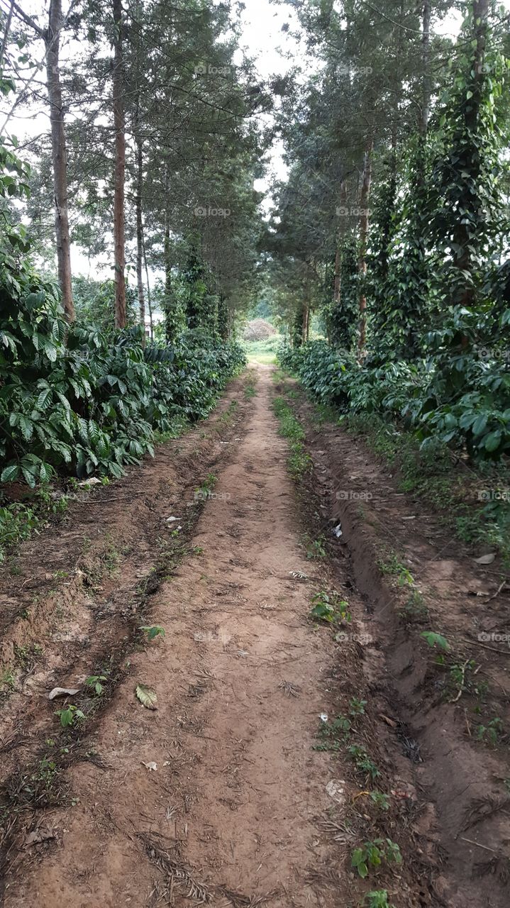 Coffee Plantation