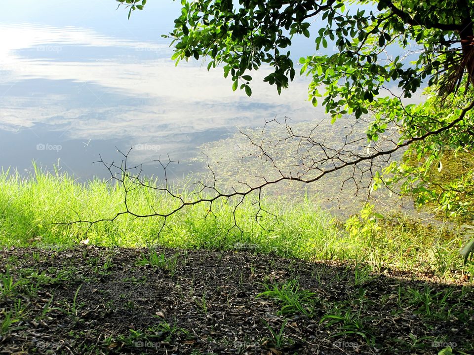 fallen branch. Fallen branch between sunlight and shade of lakeside tree