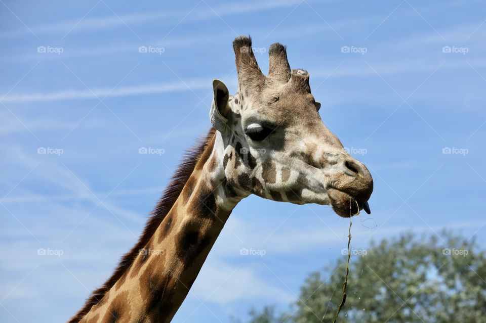 Giraffe 