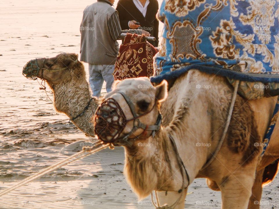Close-up of camels in desert