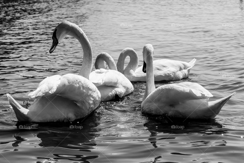 Swans