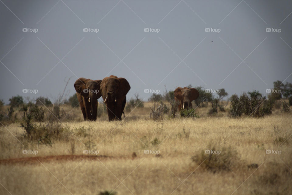 mammals animals africa kenya by mattbphotos