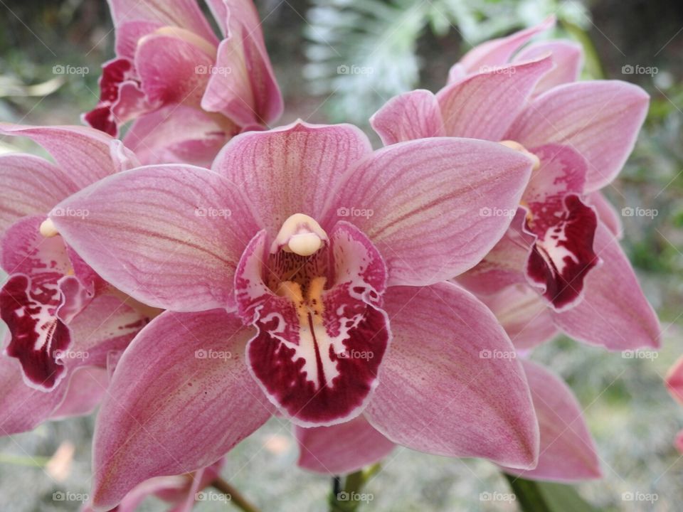 orquídea.4