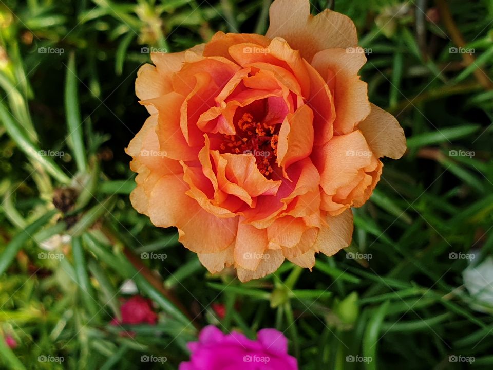 my beautiful Portulaca grandiflora