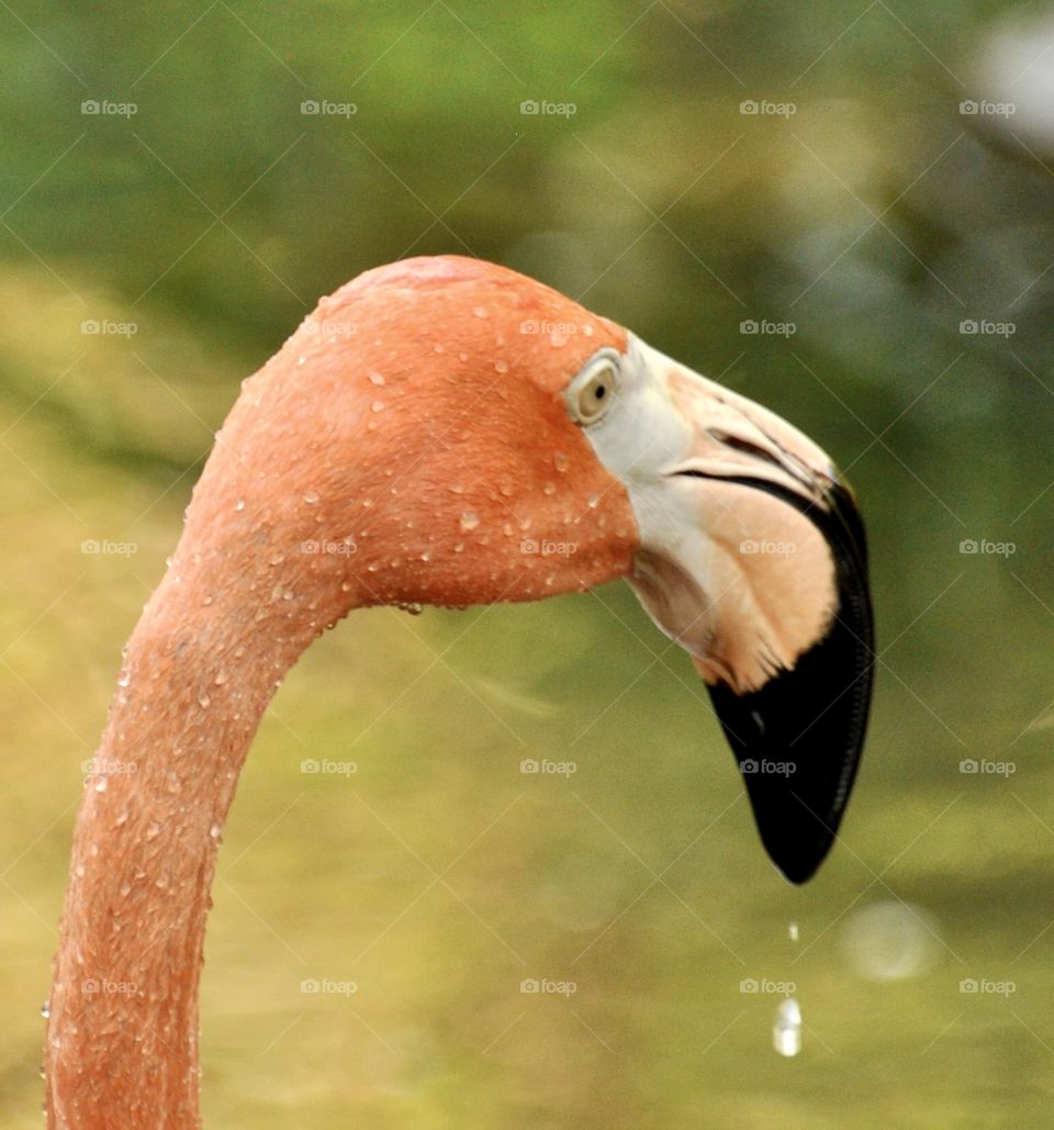 Flamingo with water dripping off its beak