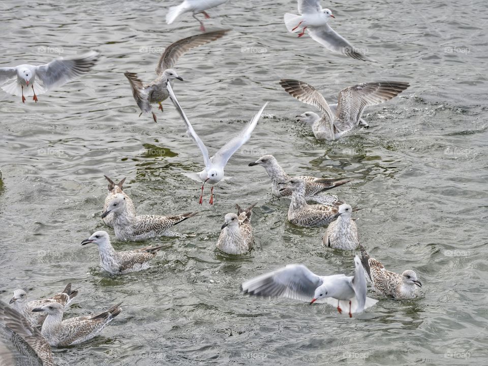 Seagulls