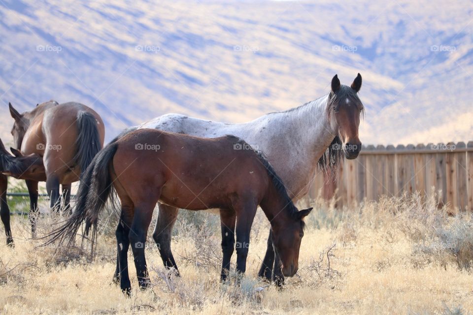 Wild American Mustangs in the Sierra Nevadas