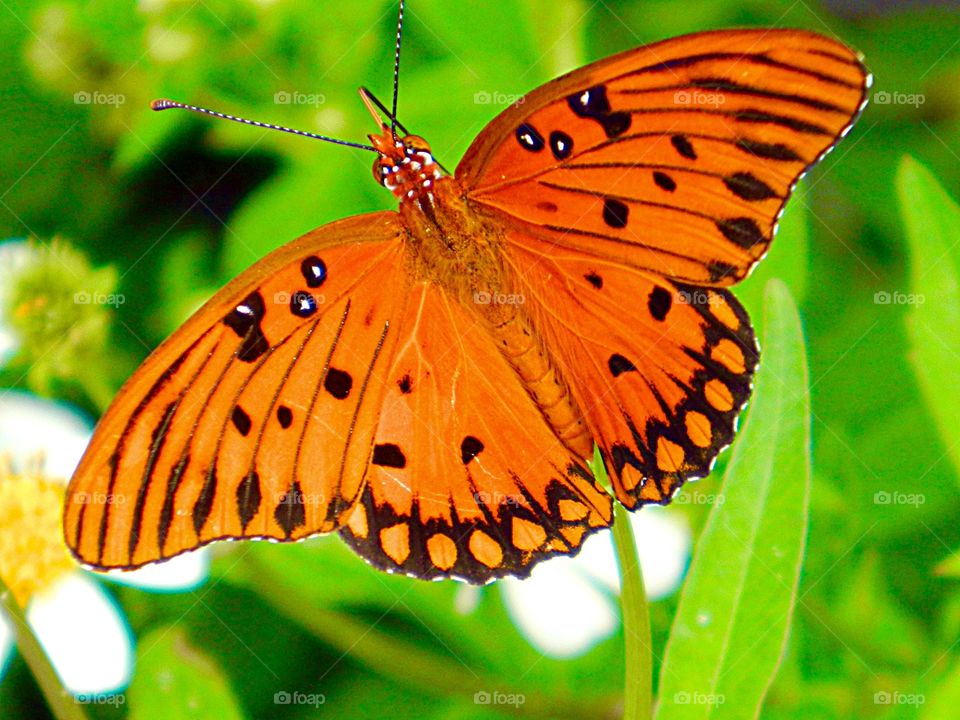 The orange color story. The Gulf fritillary, is a brightly colored orange butterfly which is common across extreme southern portions of the United States. It is a regular in my butterfly gardens.