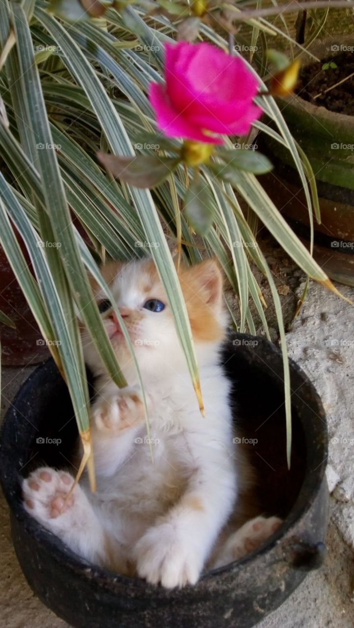 animal de estimação