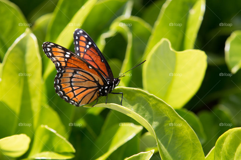 Nature, Leaf, Butterfly, Summer, Insect