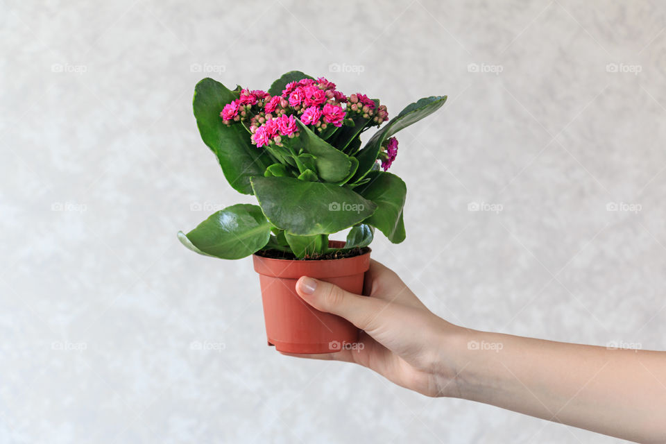 kalanchoe in hand
