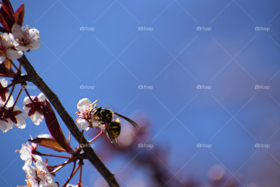 wasp on blossom