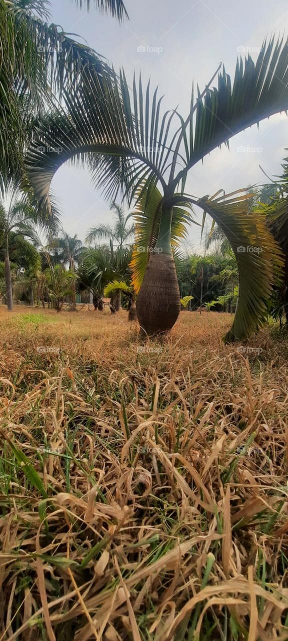 Trees wear blossom gown